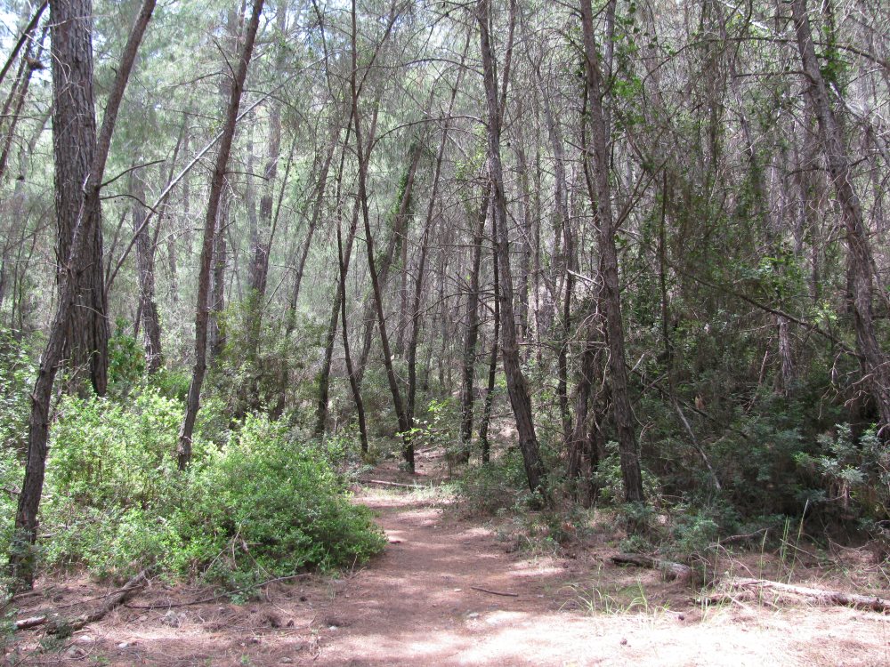 Сосновый лес на подходе к Фазелису